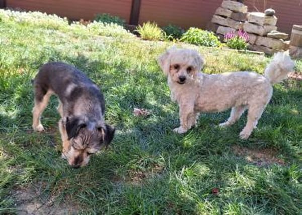 Pufy wartet in 93086 Wörth