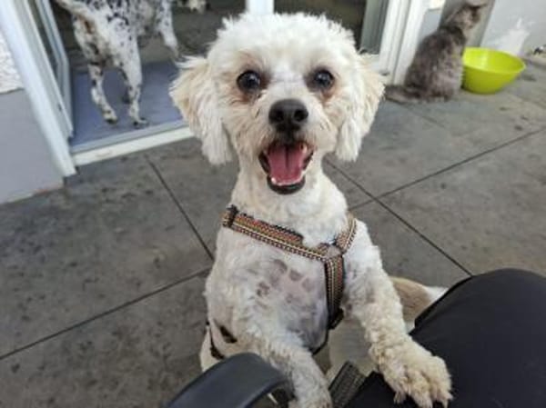 Pufy wartet in 93086 Wörth