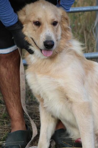 Jazz - kinderlieber Familienhund
