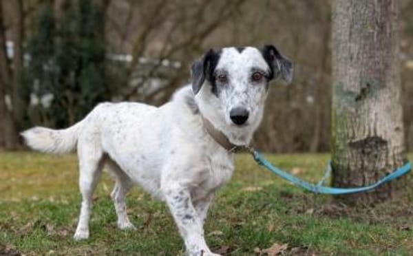 Spotty sucht hundeerfahrene Menschen