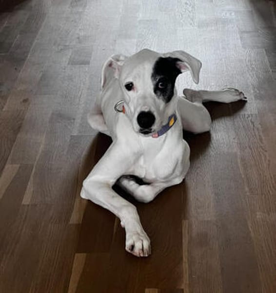 Chiyo sucht erneut dringend neues Zuhause/Pflegestelle