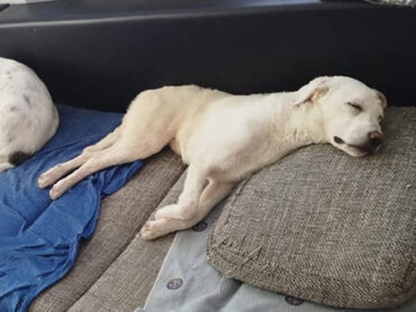 Achille wünscht sich ein Zuhause