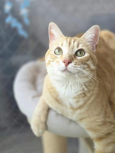 Schöner, etwas nervöser Kater Gunter
