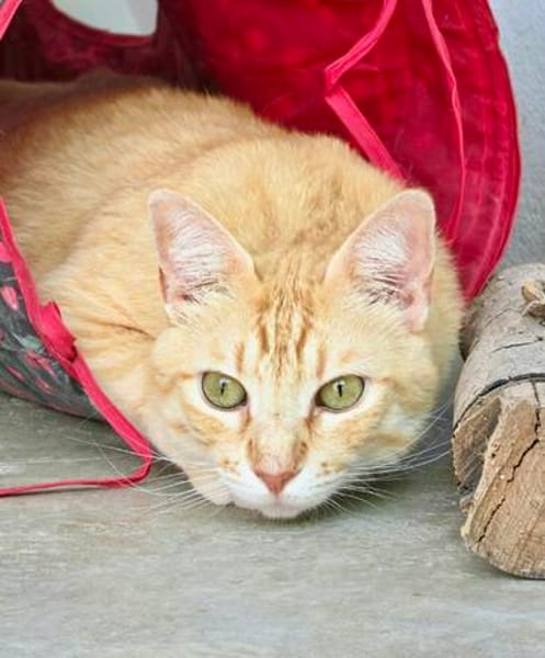Schöner, etwas nervöser Kater Gunter