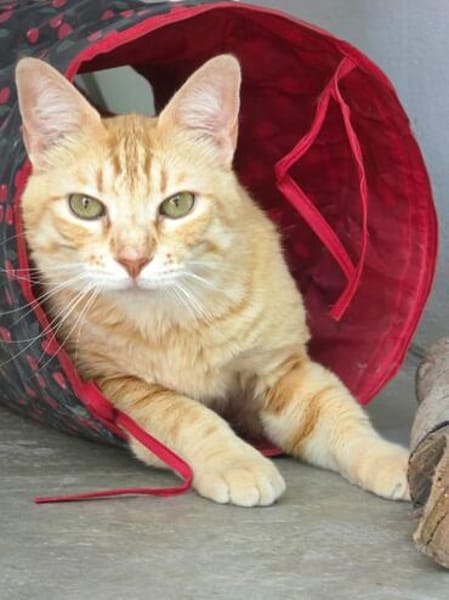 Schöner, etwas nervöser Kater Gunter