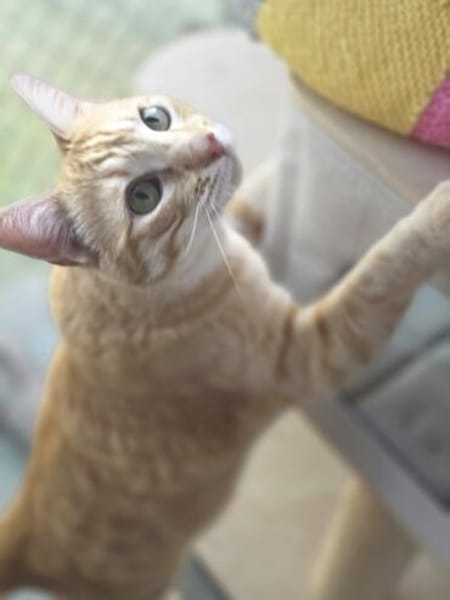 Schöner, etwas nervöser Kater Gunter