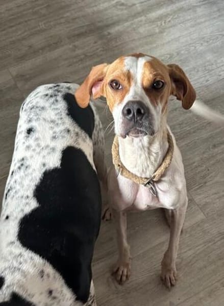 Samy, geb. ca. 07/2025, 52379 Langerwehe