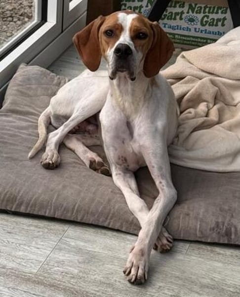 Samy, geb. ca. 07/2025, 52379 Langerwehe