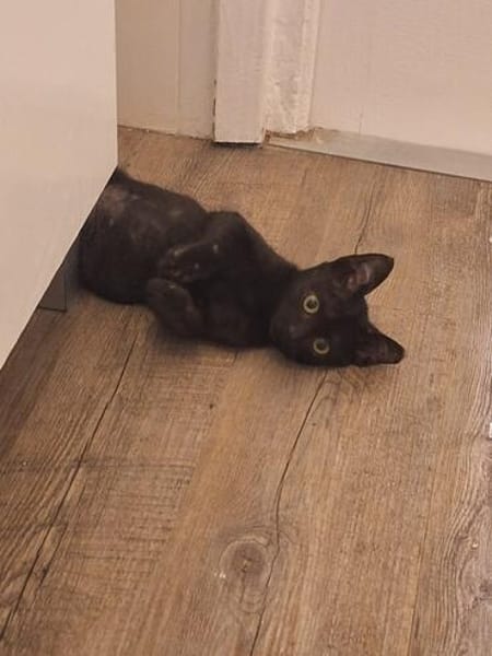 Lebensfrohes Katzenmädchen Marie