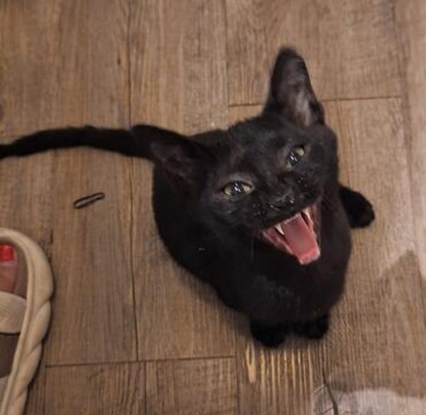 Lebensfrohes Katzenmädchen Marie