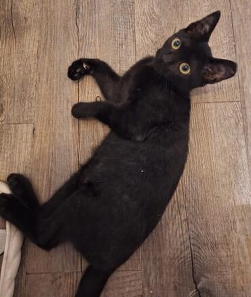 Lebensfrohes Katzenmädchen Marie