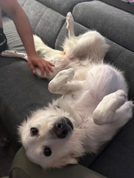 Die liebe Minka sucht ihr Zuhause