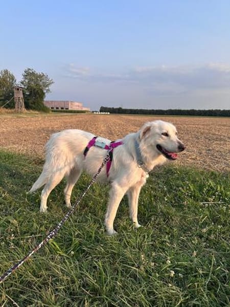 Die liebe Minka sucht ihr Zuhause
