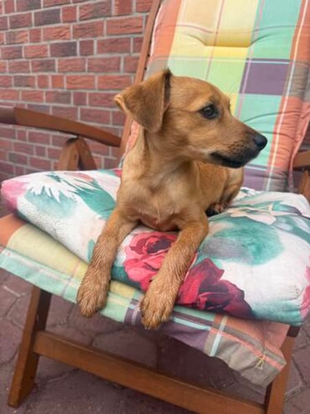 Ida ein Dackel Pinscher Mix Mädchen