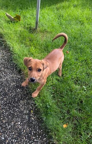 Ida ein Dackel Pinscher Mix Mädchen