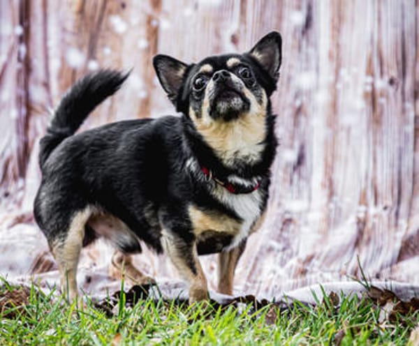 Dobby Chi - freundlich und menschenbezogen!