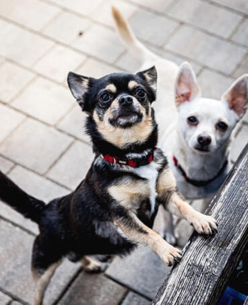 Dobby Chi - freundlich und menschenbezogen!