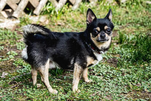 Dobby Chi - freundlich und menschenbezogen!