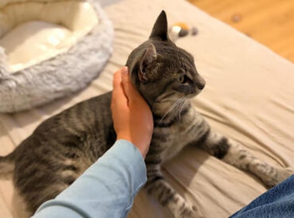 Caspar, verspielter Kuschelkater, ca. 1 Jahr *in 14974 Ludwi