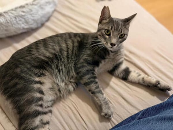 Caspar, verspielter Kuschelkater, ca. 1 Jahr *in 14974 Ludwi