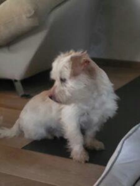Milou 30 cm (Pflegestelle)