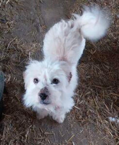 Milou 30 cm (Pflegestelle)