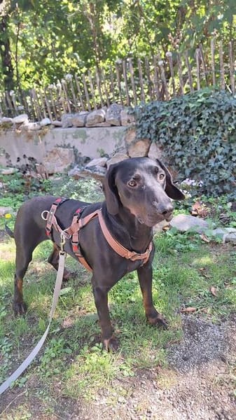 Lieber Nox sucht seine Familie