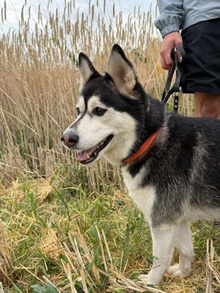 kleine liebevolle Mini Husky Dame wartet auf euch