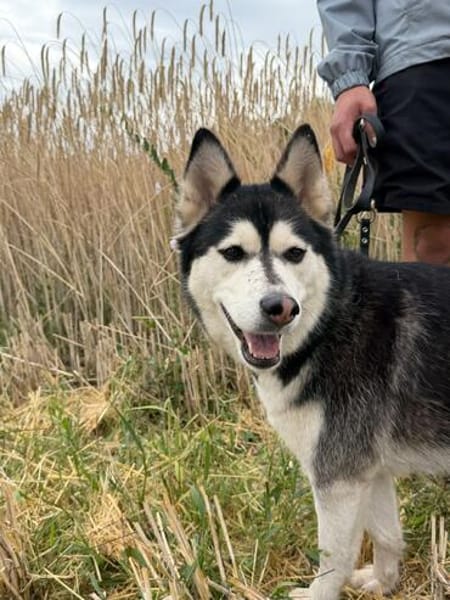 kleine liebevolle Mini Husky Dame wartet auf euch