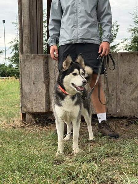 kleine liebevolle Mini Husky Dame wartet auf euch