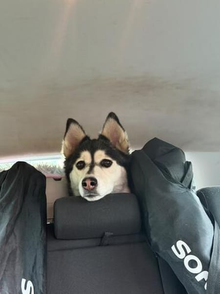 kleine liebevolle Mini Husky Dame wartet auf euch
