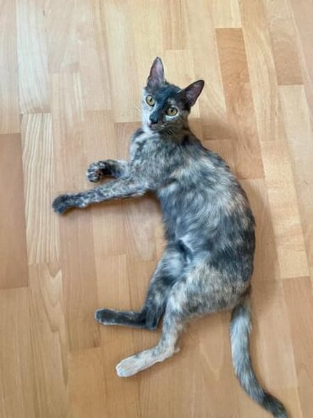Menschenbezogene Schmusekatze Lotta