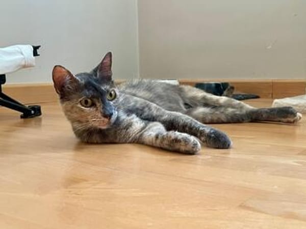 Menschenbezogene Schmusekatze Lotta