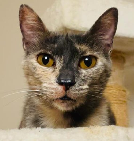 Menschenbezogene Schmusekatze Lotta