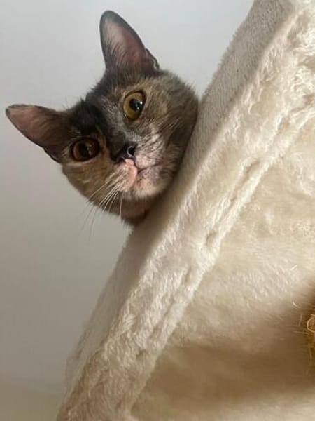 Menschenbezogene Schmusekatze Lotta