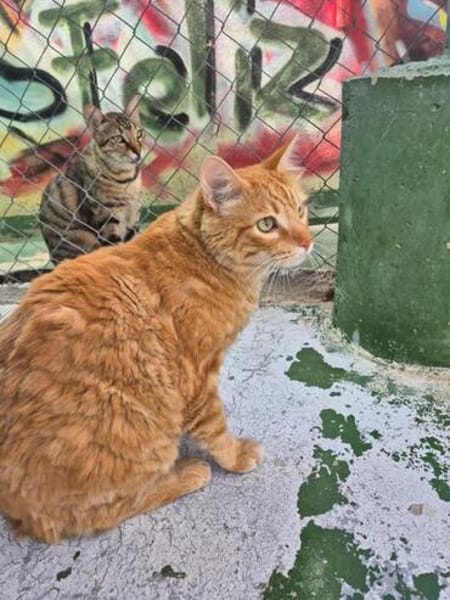 Lieber, unkomplizierter Kater Leon