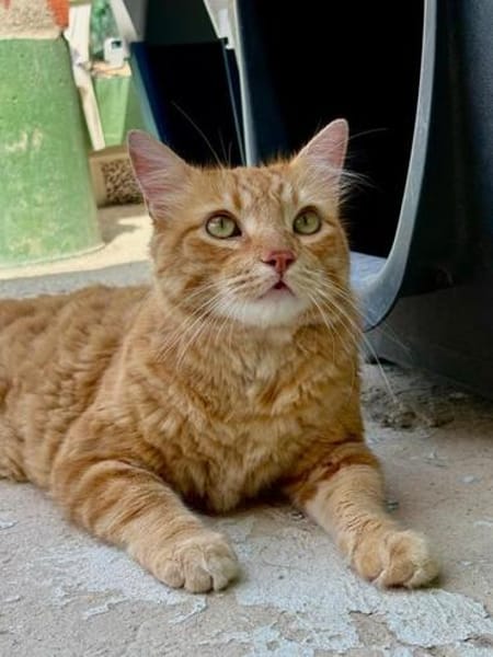 Lieber, unkomplizierter Kater Leon