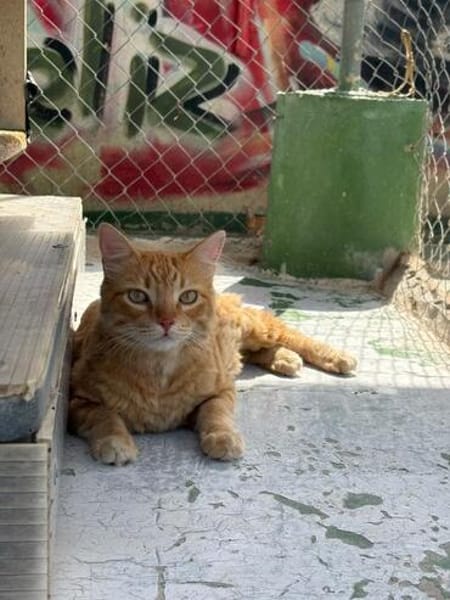 Lieber, unkomplizierter Kater Leon