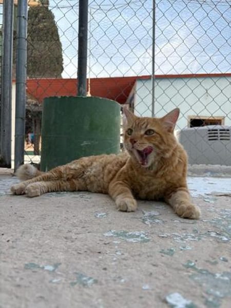 Lieber, unkomplizierter Kater Leon