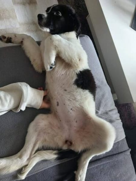 Süße Lana sucht Zuhause mit Kuschelflat