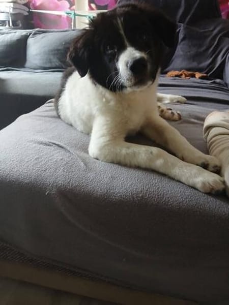 Süße Lana sucht Zuhause mit Kuschelflat