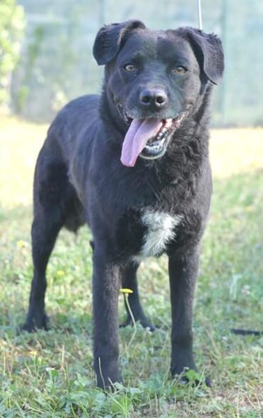 Freundlicher Hütehundmischling Toni sucht Familie