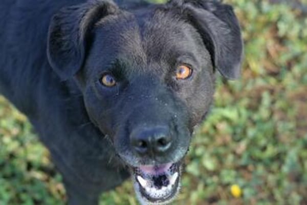 Freundlicher Hütehundmischling Toni sucht Familie