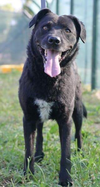 Freundlicher Hütehundmischling Toni sucht Familie