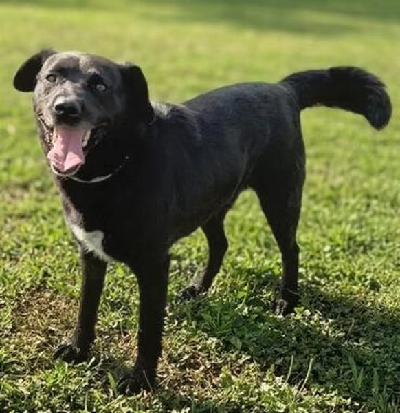 Freundlicher Hütehundmischling Toni sucht Familie