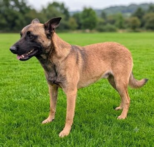 Katzenverträglicher Malinoisrüde Milosh sucht Familie
