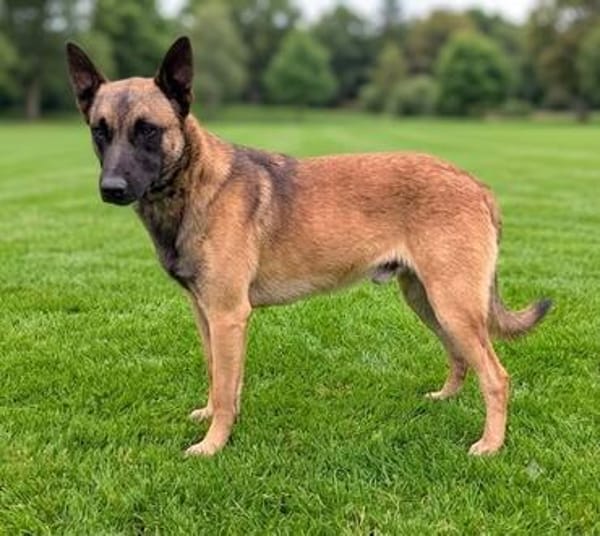 Katzenverträglicher Malinoisrüde Milosh sucht Familie