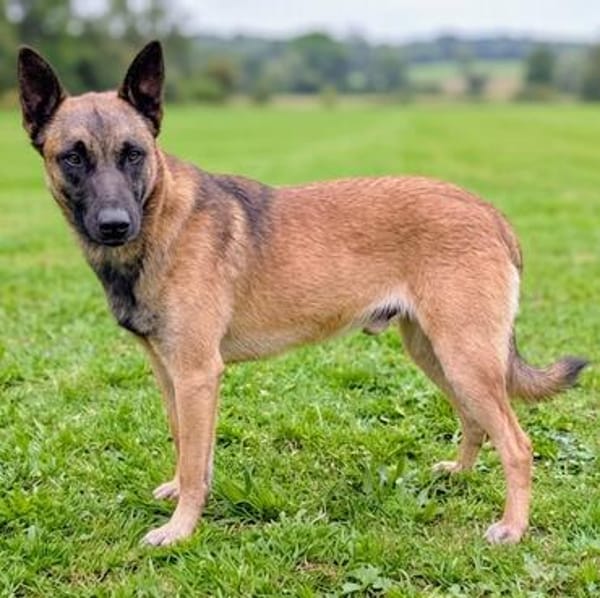 Katzenverträglicher Malinoisrüde Milosh sucht Familie