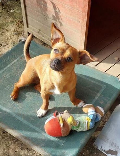 Effi sucht das Abenteuer