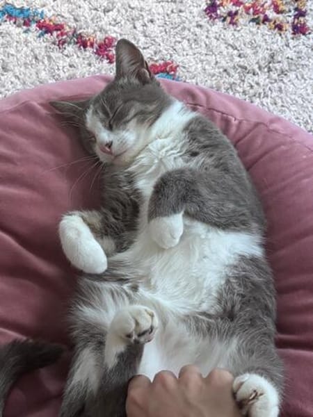 Unsere zierliche Katzenschönheit Ninolina
